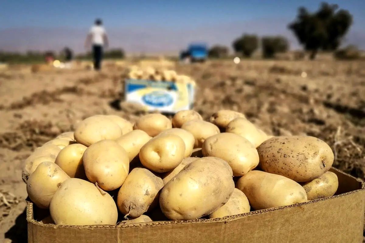وعده ارزانی سیب زمینی کی محقق می‌شود؟