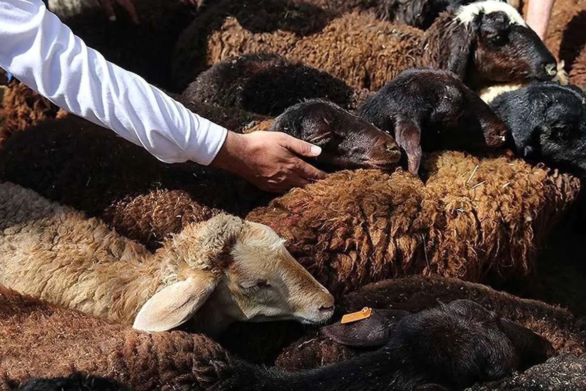 قیمت دام زنده امروز شنبه 6 اردیبهشت/ گوساله در تهران و قم چند؟