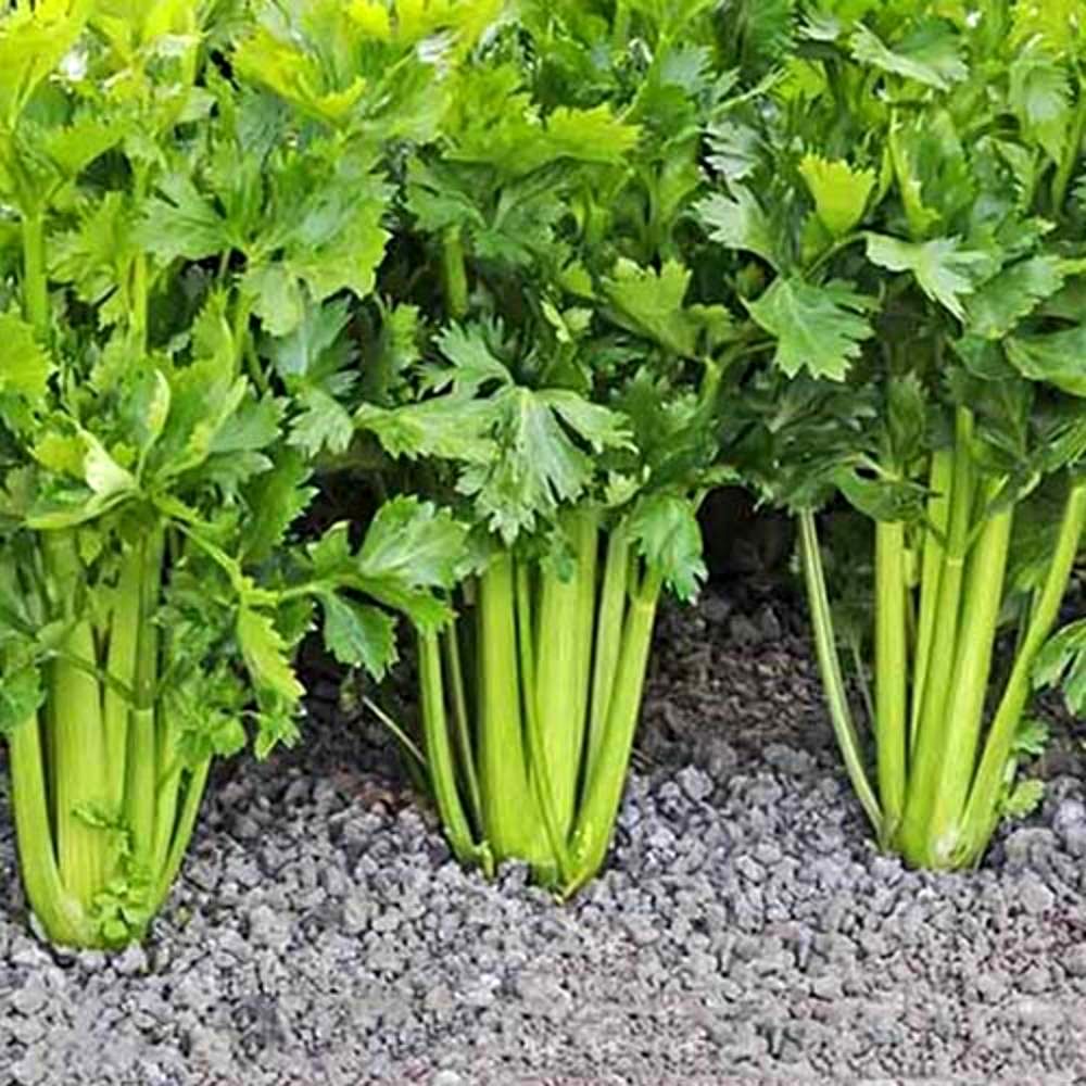 خواص باورنکردنی کرفس برای سلامت قلب و عروق