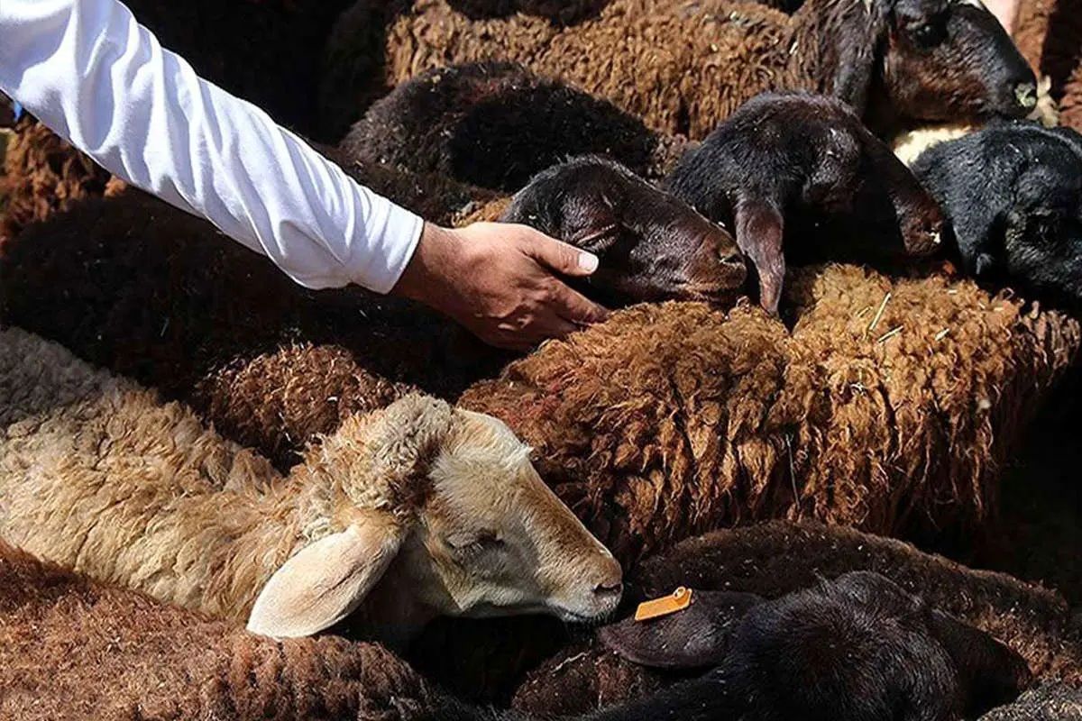 قیمت دام زنده امروز دوشنبه ۹ تیر ۱۴۰۴