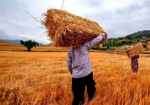 خبر خوش برای گندمکاران درباره زمان واریز مطالباتشان
