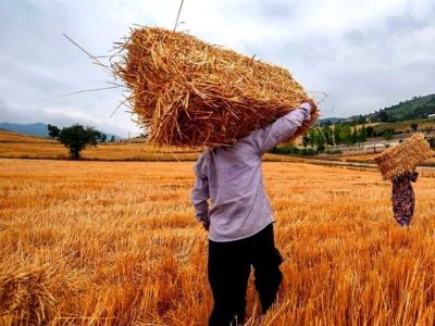 خبر مهم درباره قیمت جدید تضمینی گندم